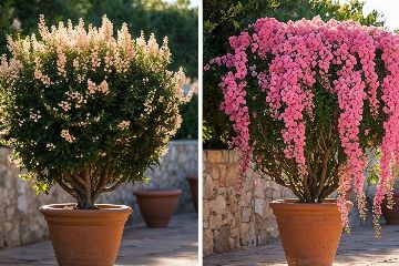 Comparaison saisissante d'un laurier rose avant et après la taille : transformation spectaculaire de la floraison