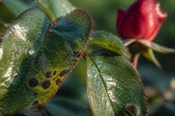 Feuilles de rosier présentant des taches noires caractéristiques de la maladie